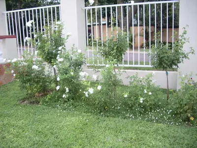 a garden with white flowers in front of a fence at Dee's BnB in Pretoria