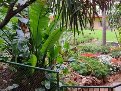 a garden with lots of plants and flowers at Tree Tops Guest Farm in Isidule