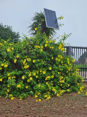 a group of yellow flowers in front of a fence at Tzaneen White House Lodge in Tzaneen