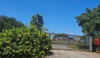 a large bush with yellow flowers next to a fence at Tzaneen White House Lodge in Tzaneen