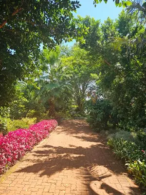 a brick path through a garden with pink flowers at Tzaneen White House Lodge in Tzaneen