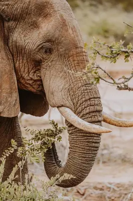 an elephant eating leaves from a tree with its trunk at Klaserie Drift Misava in Klaserie Private Nature Reserve