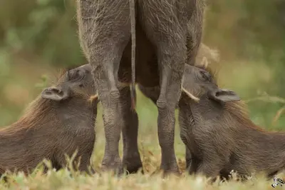 two baby animals under the legs of a cow at Kambaku Safari Lodge in Timbavati Game Reserve