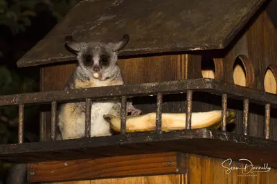 a koala is sitting in a bird house at Ubuntu Bed and Breakfast in Marloth Park