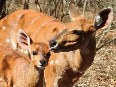 a baby deer is standing next to its mother at Ubuntu Bed and Breakfast in Marloth Park