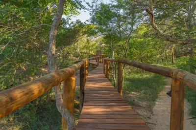 a wooden bridge in the middle of a forest at Panzi Lodge in Guernsey Nature Reserve