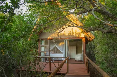 a house in the woods with a wooden walkway at Panzi Lodge in Guernsey Nature Reserve