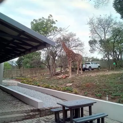 Hazyview Buffalo Game Lodge