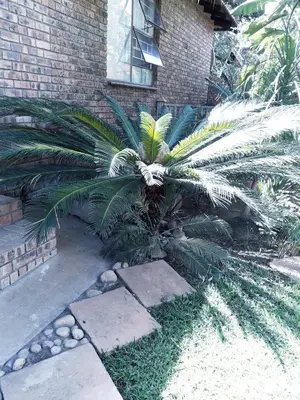 a palm tree in front of a brick building at Burgersfort Gastehuis in Burgersfort