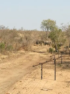 a herd of elephants walking across a dirt road at Ngalas Rest 101 in Hectorspruit