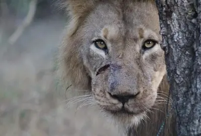 a lion is standing next to a tree at Lionsview Private Lodge - 6 Lions in Marloth Park