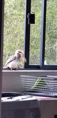 a bird sitting on a window sill eating a piece of food at Lionsview Private Lodge - 6 Lions in Marloth Park