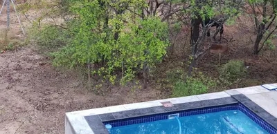 a swimming pool with a deer in the woods at Lionsview Private Lodge - 6 Lions in Marloth Park