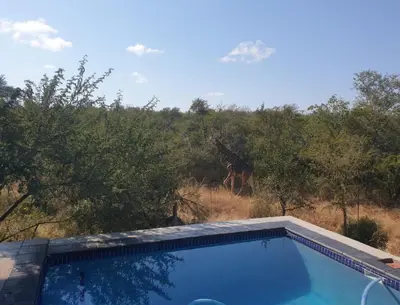 a giraffe standing in the distance behind a swimming pool at Lionsview Private Lodge - 6 Lions in Marloth Park