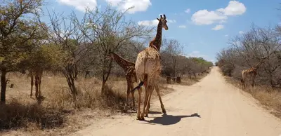 a group of giraffes walking down a dirt road at Lionsview Private Lodge - 6 Lions in Marloth Park