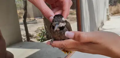 a person holding a small bird in their hands at Lionsview Private Lodge - 6 Lions in Marloth Park