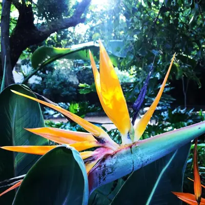a close up of a yellow and orange flower at Greenwoods Self-Catering in Pretoria