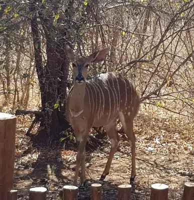 a deer standing next to a tree in the woods at At Rest Bushstay in Hoedspruit