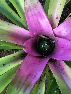 a pink flower on top of a green plant at Acasia Guest Lodge in Komatipoort