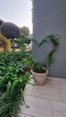 a plant in a pot sitting next to a wall at Maryah House in Pretoria