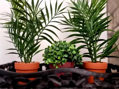 three plants in pots sitting on a table at Palm Inn Guesthouse in Onverwacht