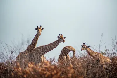 a group of giraffes standing in the tall grass at Ndhula Luxury Tented Lodge in White River