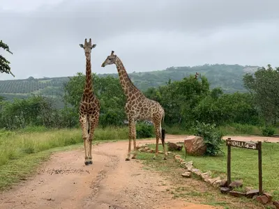 two giraffes walking down a dirt road at Ndhula Luxury Tented Lodge in White River