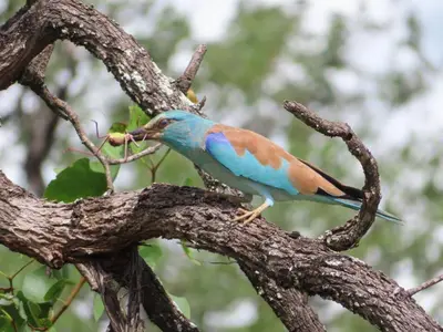 a blue bird is standing on a tree branch at Ndhula Luxury Tented Lodge in White River