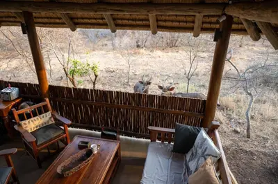 two birds standing on a fence in a living room at NIANI tented Chalet in Hoedspruit