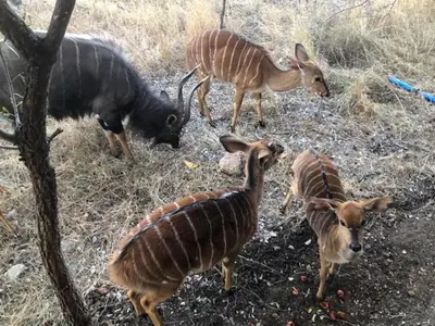 a group of animals standing in a field at NIANI tented Chalet in Hoedspruit