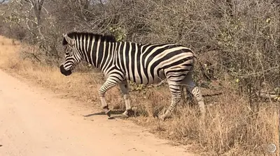 a zebra walking down a dirt road at NIANI tented Chalet in Hoedspruit