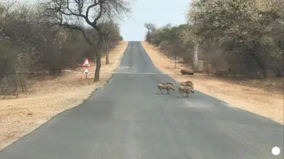 two sheep walking down the middle of a road at NIANI tented Chalet in Hoedspruit