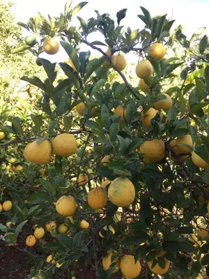 a bunch of oranges growing on a tree at Ploughman’s Rest in Ohrigstad