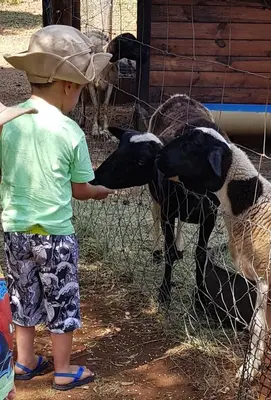 a young boy is feeding two sheep through a fence at Die Plasie Two-Bedroom Flat in Hartbeespoort
