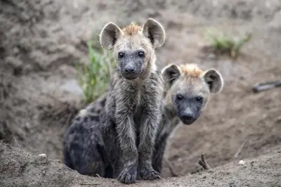 two baby animals standing next to each other at Simbavati River Lodge in Timbavati Game Reserve