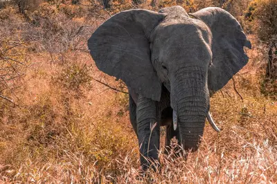 an elephant with large ears standing in the grass at Simbavati River Lodge in Timbavati Game Reserve