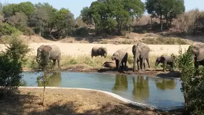 a herd of elephants standing around a watering hole at Simbavati River Lodge in Timbavati Game Reserve