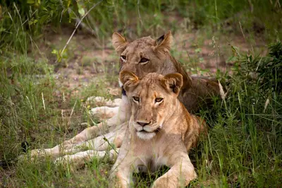 two lions laying in the grass in a field at Simbavati River Lodge in Timbavati Game Reserve