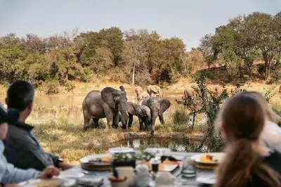 a group of people sitting at a table watching a herd of elephants at Simbavati River Lodge in Timbavati Game Reserve