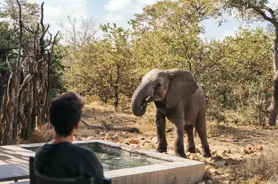 a man watching an elephant standing next to a hot tub at Simbavati River Lodge in Timbavati Game Reserve