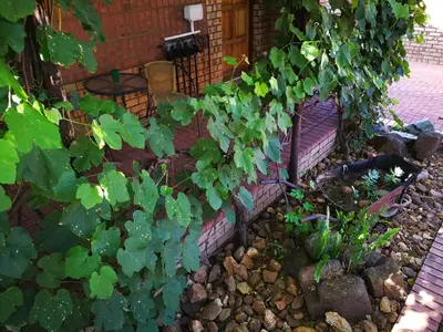 a garden with a bench and some plants at Ridderspoor Guesthouse in Middelburg