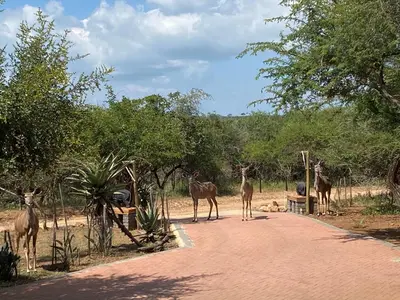 a group of giraffes walking down a road at Rhinos Rest in Marloth Park