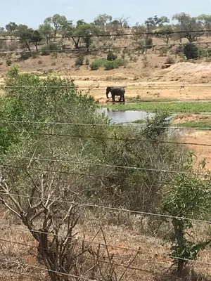 a cow standing in the middle of a field at Rhinos Rest in Marloth Park