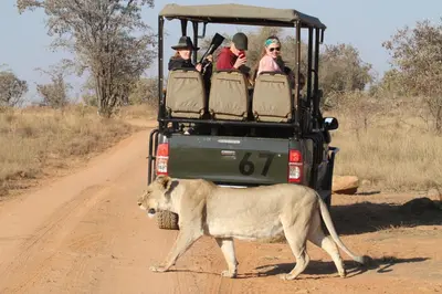 a lion walking on a dirt road with people in a vehicle at Inzalo Safari Lodge in Welgevonden Game Reserve