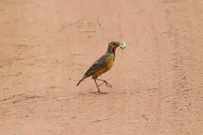 a bird walking on a dirt road with a insect in its mouth at Inzalo Safari Lodge in Welgevonden Game Reserve