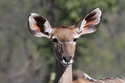 a close up of a deer looking at the camera at Inzalo Safari Lodge in Welgevonden Game Reserve