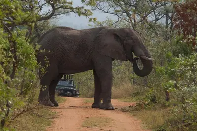 an elephant is standing on a dirt road at Inzalo Safari Lodge in Welgevonden Game Reserve