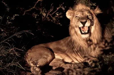 a lion is laying down with its mouth open at Vuyani Safari Lodge in Hoedspruit