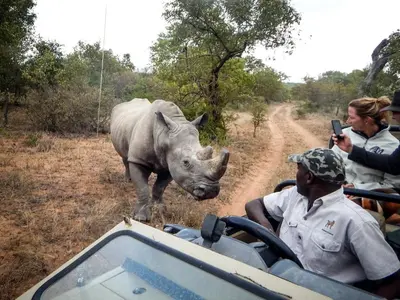 a rhino standing in front of a safari vehicle at Vuyani Safari Lodge in Hoedspruit