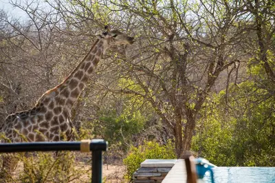 a giraffe is standing next to a tree at Vuyani Safari Lodge in Hoedspruit